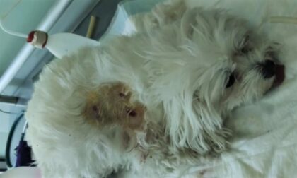 Rottweiler azzanna e uccide un Maltese Toy