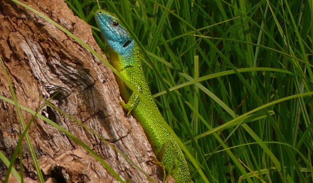 In occasione della “Festa delle Oasi” il Bosco Didattico domenica apre al pubblico