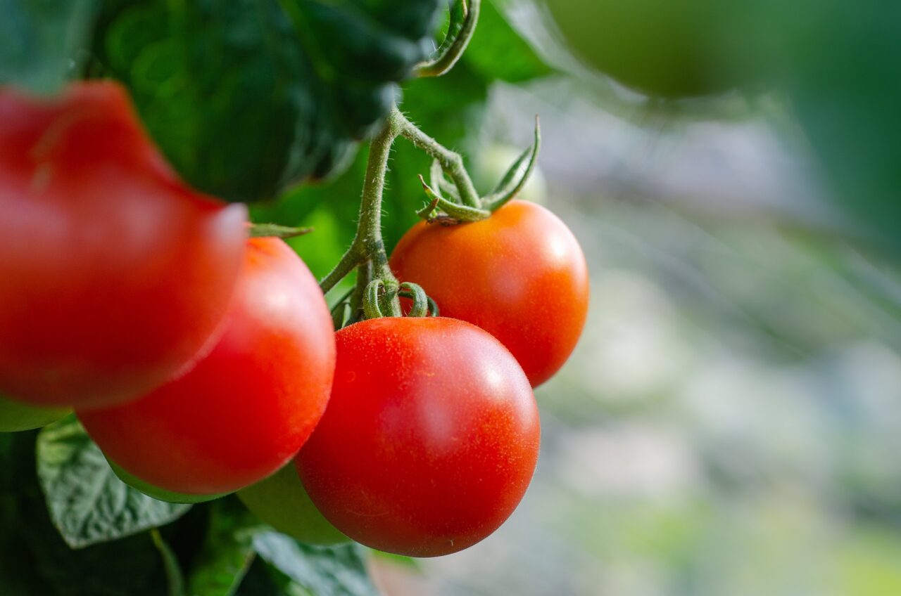 Il clima pazzo rallenta il pomodoro lombardo: trapianti ancora in corso e inizio raccolta posticipato