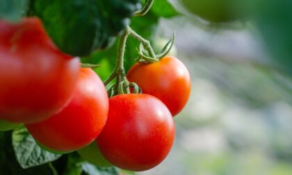 Il clima pazzo rallenta il pomodoro lombardo: trapianti ancora in corso e inizio raccolta posticipato