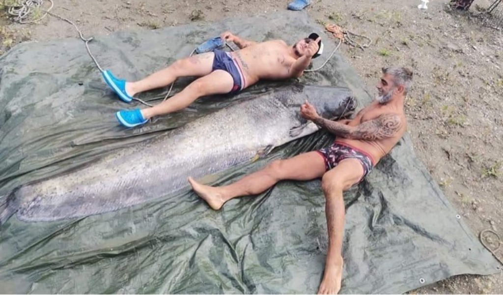 Pesca grossa sul fiume Adda, due maxi siluri lunghi oltre due metri