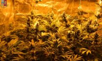 In cascina una piantagione di marijuana e oltre un chilo di droga: arrestato 26enne