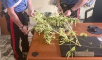I carabinieri arrivano per sedare una lite e scoprono che coltivava marijuana in casa