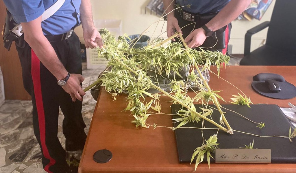 I carabinieri arrivano per sedare una lite e scoprono che coltivava marijuana in casa