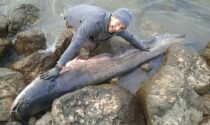 Pizzighettone, le foto del pesce siluro di 90 chili pescato nel fiume Adda