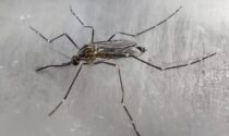E' arrivata in Lombardia la zanzara coreana, che resiste al freddo