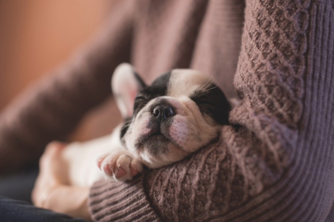 L’acquisto online (per 1.000 euro) del cane si rivela una truffa