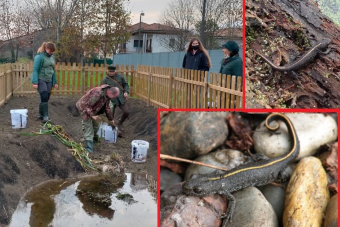 Una nuova casa per i tritoni di Rivolta d’Adda