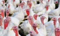 Allarme influenza aviaria: 64 focolai in Italia, uno a un passo dal Cremonese