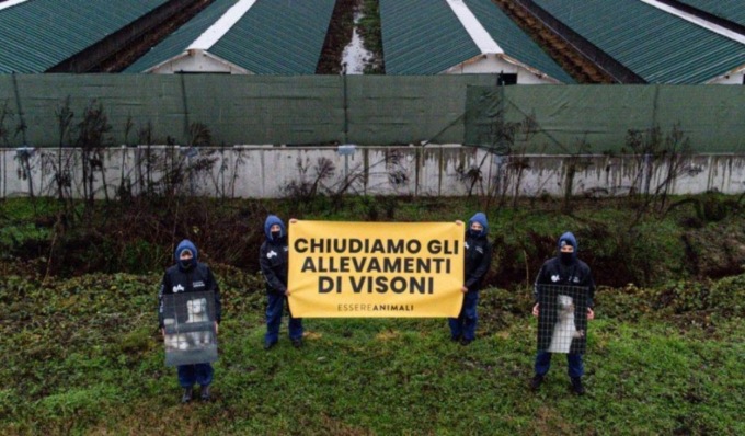 Blitz di Essere Animali nell’allevamento di visoni di Capergnanica