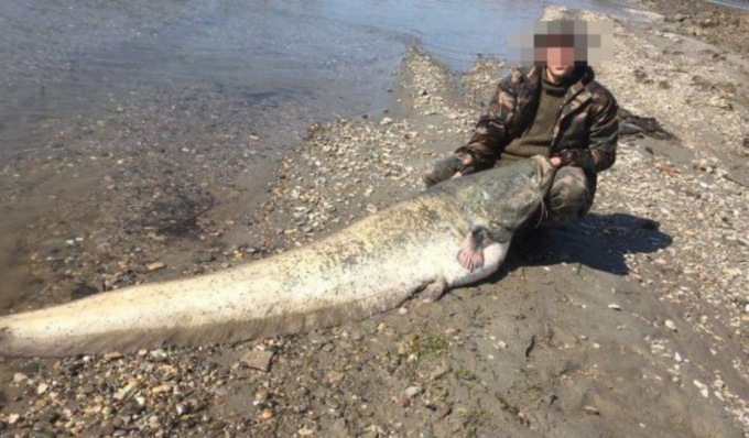 Il pesce siluro resta una minaccia: catturati 575 esemplari nel 2021