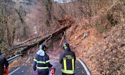 Vento forte, 7mila emergenze per alberi pericolosi: ma perchè le piante cadono?