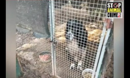 Oltre 40 cani nel rifugio "abusivo": la video-denuncia di Stop Animal Crimes Italia