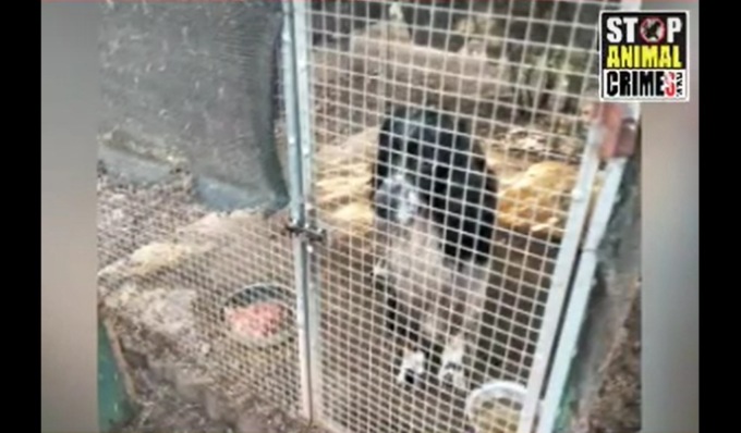 Oltre 40 cani nel rifugio “abusivo”: la video-denuncia di Stop Animal Crimes Italia