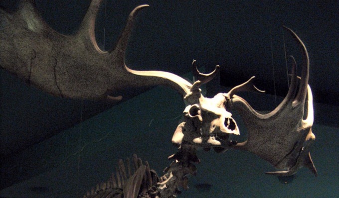 La testa di un enorme cervo megalocero affiora dal fiume Po in secca