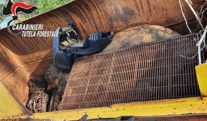 Rifiuti e carcasse di suini in avanzato stato di decomposizione, denunciato allevatore