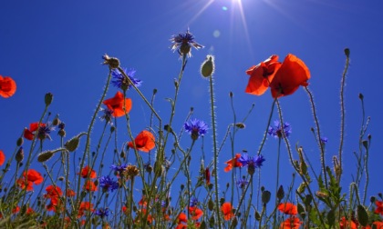 Settimana con tanto sole e temperature in risalita | Meteo Lombardia