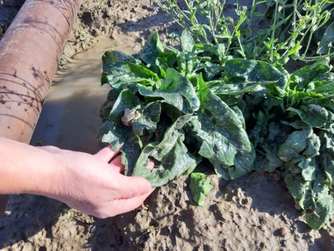 Maltempo, dopo la siccità ecco la grandine: danni su ortaggi e alberi da frutto in fiore