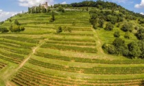 Il futuro della viticoltura: innovazione a servizio della sostenibilità