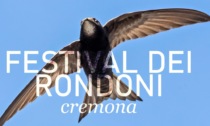 Cremona ospita il Festival dei Rondoni, osservazione degli uccelli in città
