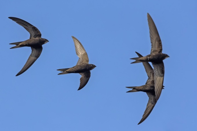 Festival dei Rondoni: domenica 12 giugno bird watching per le vie del centro