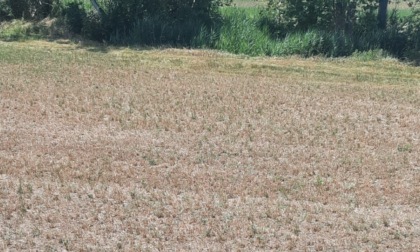 Siccità, è SOS raccolti nelle campagne cremonesi: "Serve acqua dagli invasi montani"