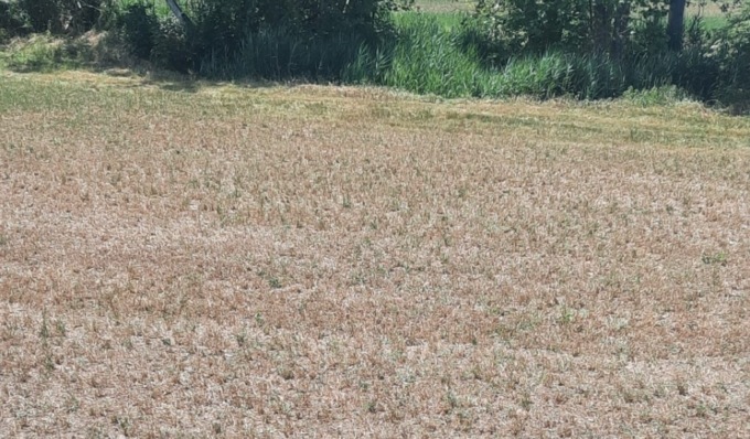 Siccità, è SOS raccolti nelle campagne cremonesi: “Serve acqua dagli invasi montani”