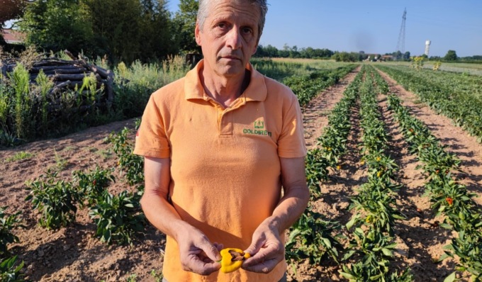 Siccità: frutta e verdura ustionate nei campi assediati dal grande caldo