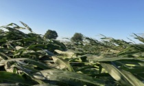 Coldiretti Cremona conta i danni della tromba d'aria. Lo sconforto degli agricoltori: "Non bastava la siccità"