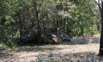Nubifragio 4 luglio: gli alberi caduti diventeranno strumenti musicali
