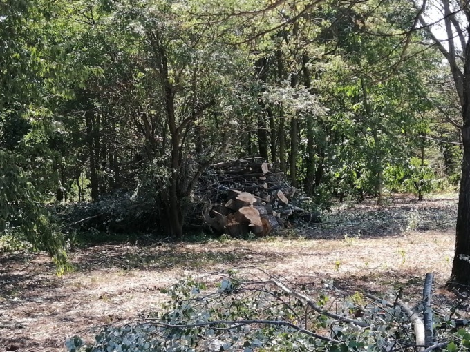 Nubifragio 4 luglio: gli alberi caduti diventeranno strumenti musicali
