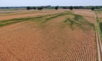 Siccità, le campagne cremonesi come il deserto: le foto aeree dei campi di mais arsi dal sole