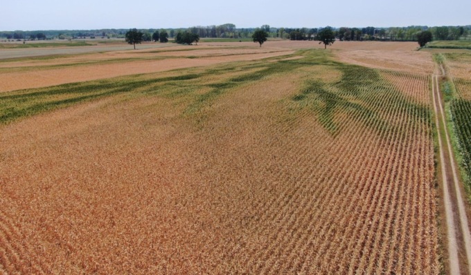 Siccità, le campagne cremonesi come il deserto: le foto aeree dei campi di mais arsi dal sole