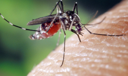 Crescono i contagi da Virus West Nile, già tre casi nel Cremonese