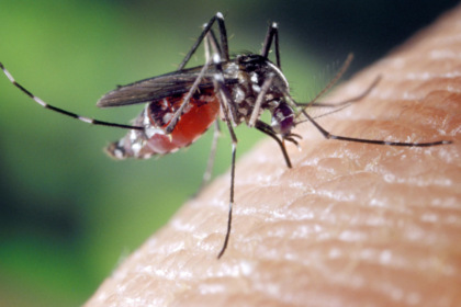 Virus West Nile: 11 casi registrati nel Cremonese, 5 nella forma neuro-invasiva