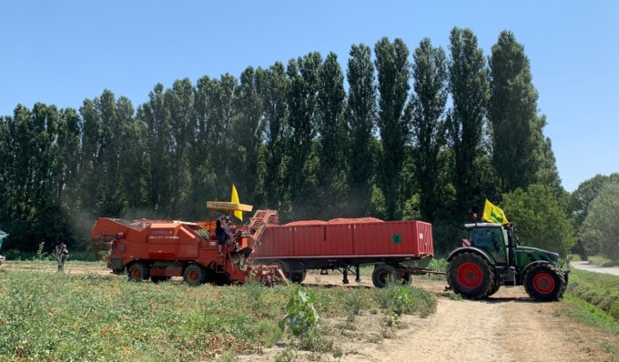 Casalmaggiore: per il grande caldo la raccolta di pomodoro da salsa scatta in anticipo di una settimana