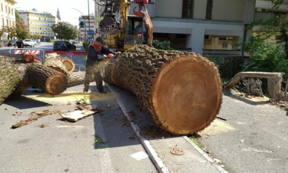 Iniziata la rimozione dell’albero che ha danneggiato il Ponte sul Morbasco