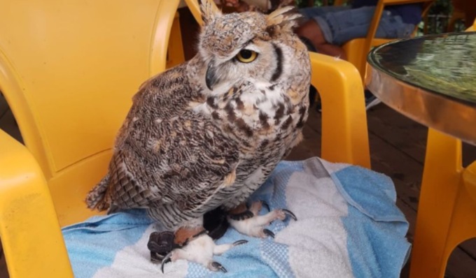 Gwendalyn è ritornata dai suoi padroni, il gufo è stato recuperato in via Piave