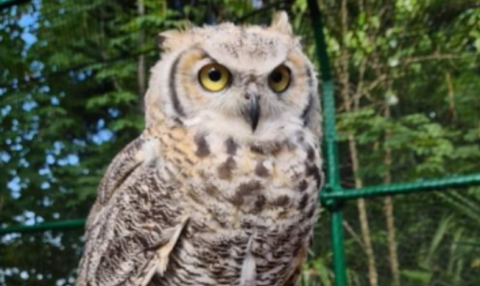 A Cremona si cerca il gufo Gwendalyn: scomparso durante il Petsfestival, è stato avvistato ieri sera