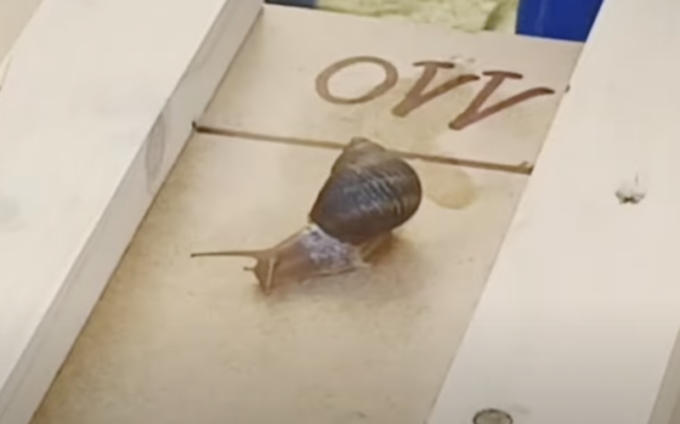“La stai uccidendo” il video che testimonia i maltrattamenti alla Corsa delle Lumache