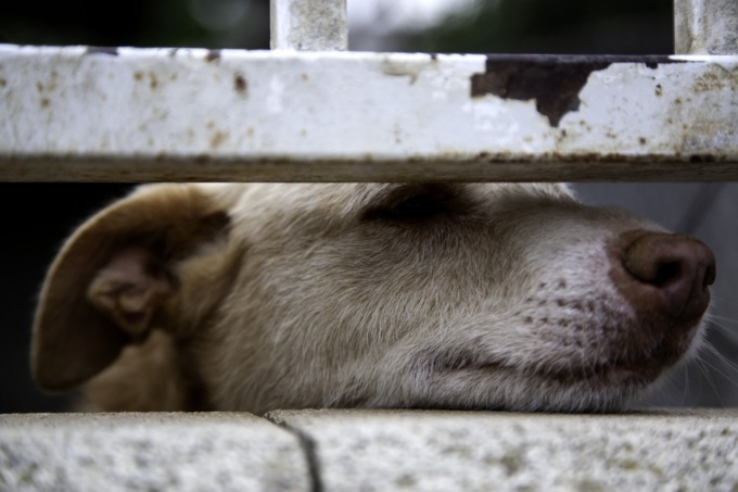 Malata e abbandonata davanti a un benzinaio, muore cagnolina: scatta la denuncia