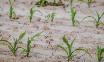 In provincia di Cremona oltre 78milioni di danni ad aziende agricole per la siccità