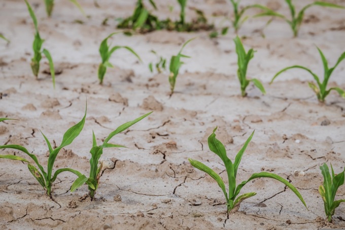 In provincia di Cremona oltre 78milioni di danni ad aziende agricole per la siccità