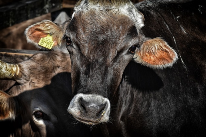 Schiacciato dalle mucche prima della mungitura: grave 22enne