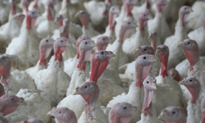Torna l'incubo aviaria, abbattuti 10mila tacchini sul confine cremonese