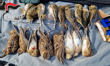 Abbattono uccelli protetti con richiami acustici vietati: due uomini denunciati nel Parco del Morbasco