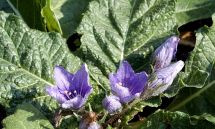 Vegetali velenosi scambiati per spinaci, ATS sconsiglia la raccolta di specie spontanee