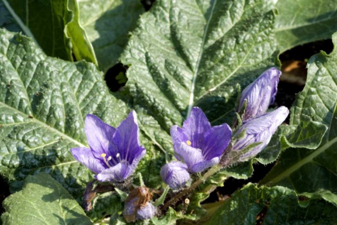 Vegetali velenosi scambiati per spinaci, ATS sconsiglia la raccolta di specie spontanee