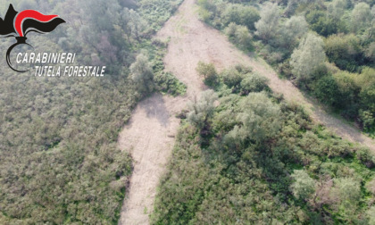 Taglia due ettari di bosco della Riserva Unesco "Po Grande", scatta la denuncia