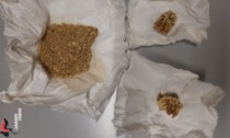 Trovato con bulbi di papavero da oppio: stupefacente sequestrato e segnalazione